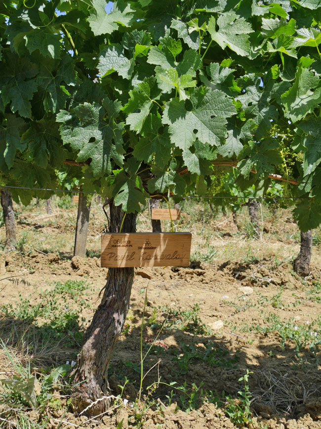 Виноградник на урожай